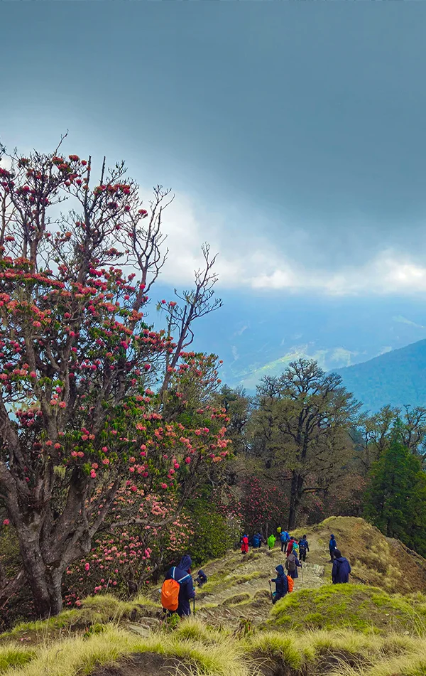 Ali Bedni Bugyal Trek